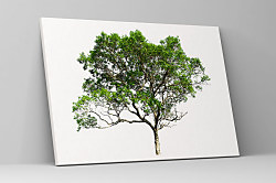 Obraz Strom šťastia 1448